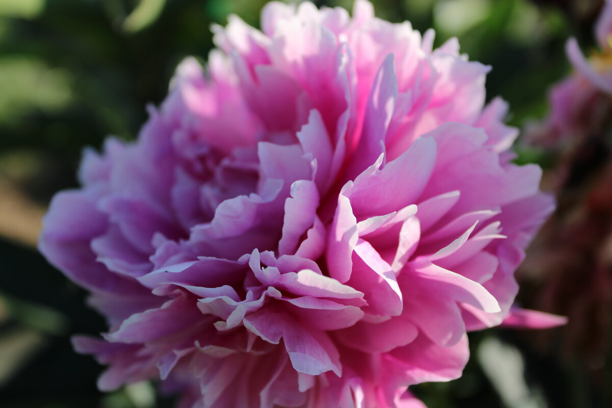 пион - Ирина Лесиканич