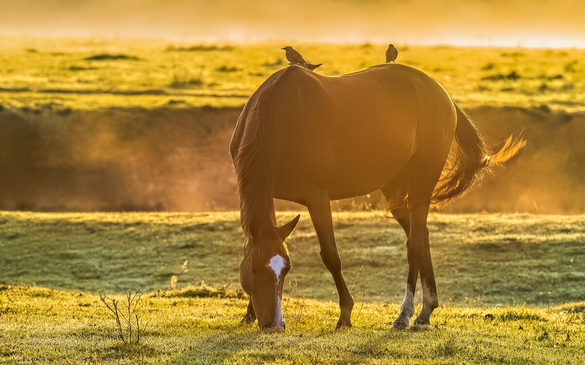 Осенний выгул. - Виктор Евстратов