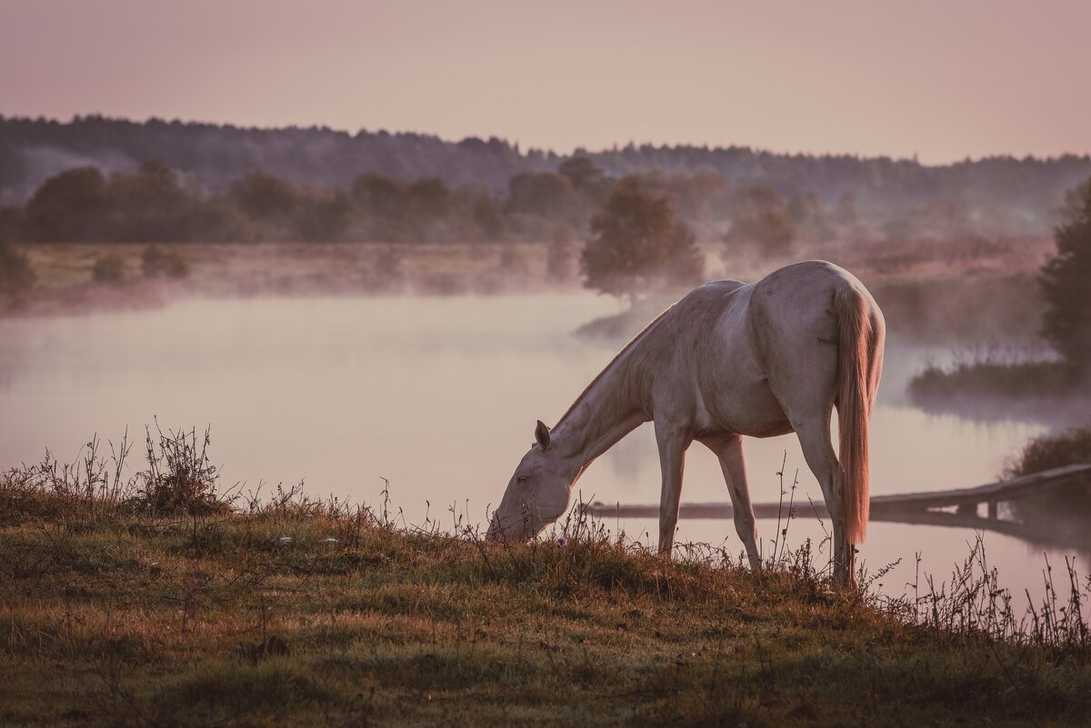 Выгул на берегу реки. - Виктор Евстратов