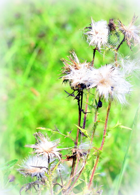 Репейники - 2 - Сергей 