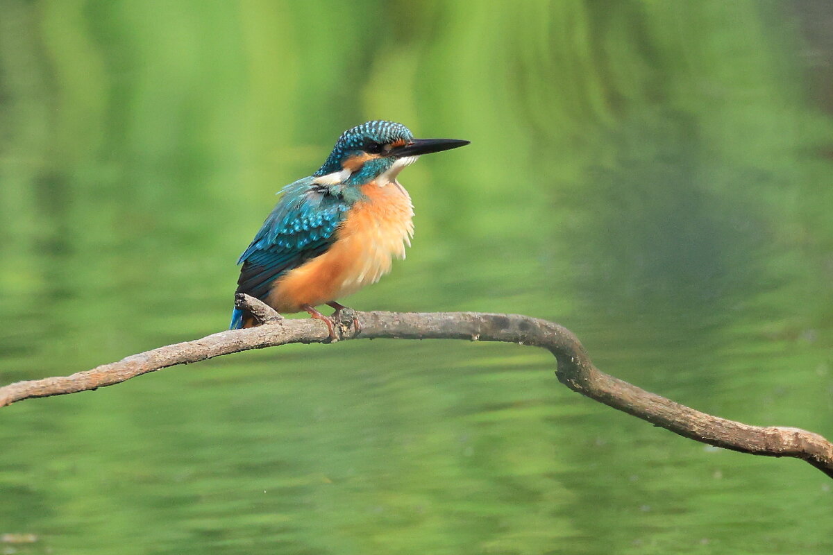 Зимородок... - Владилен Панченко