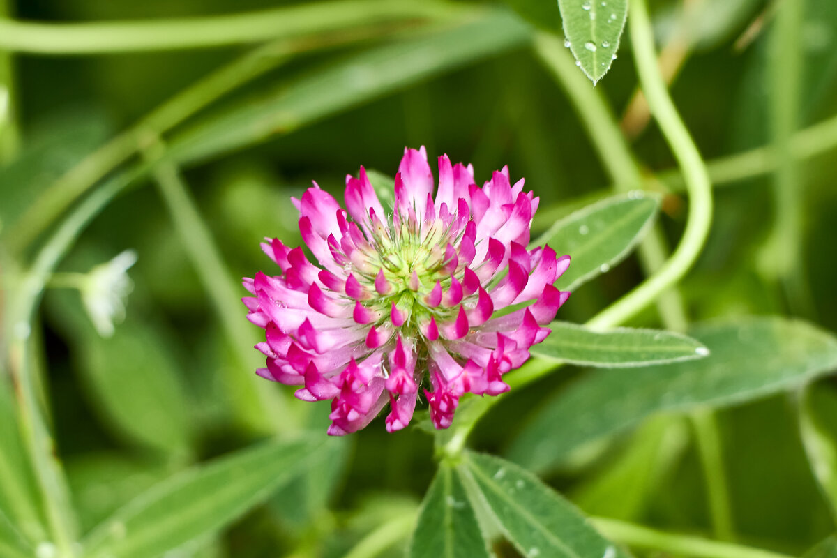 Клевер - Алексей Р.