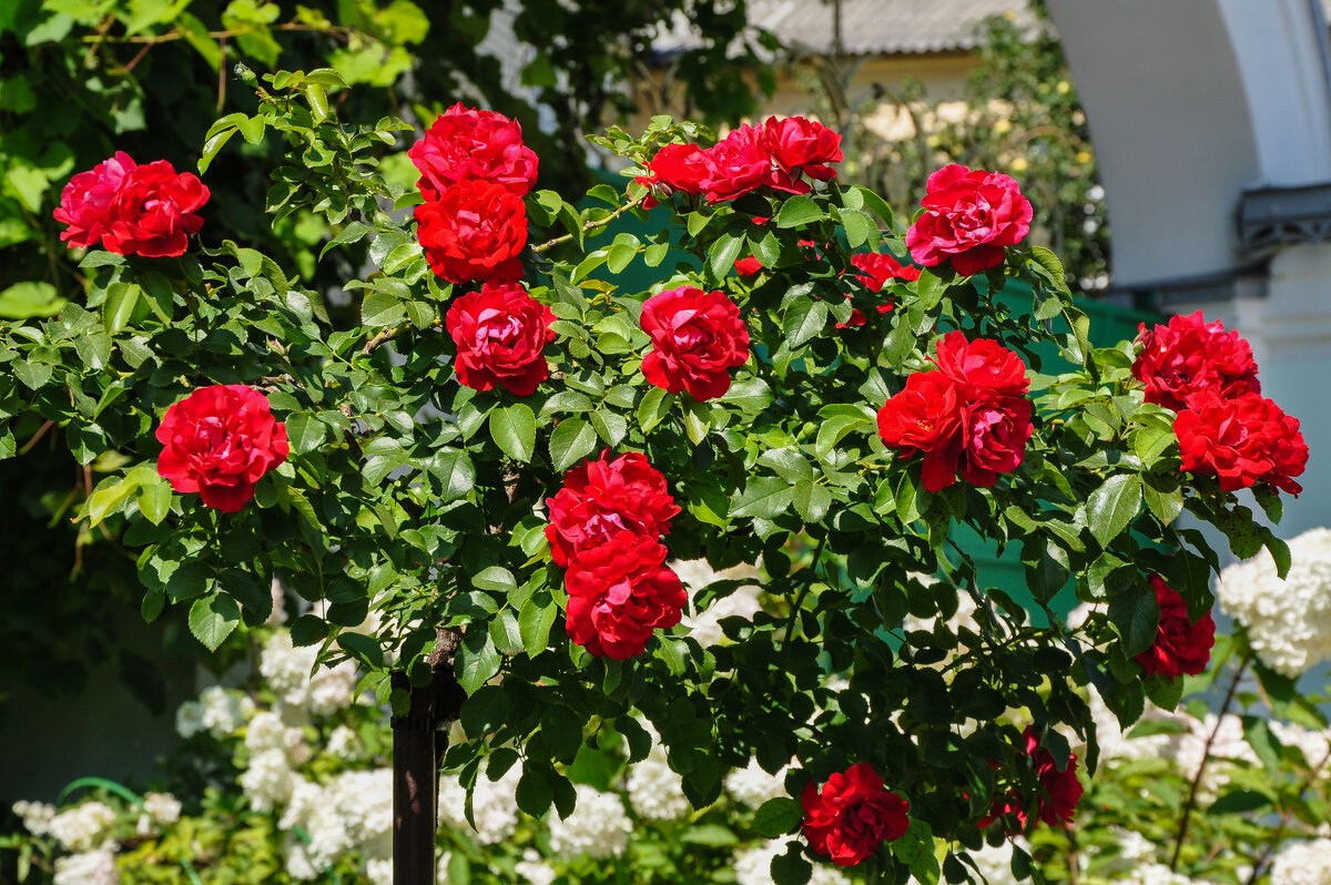 Розовое дерево - Татьяна Машошина