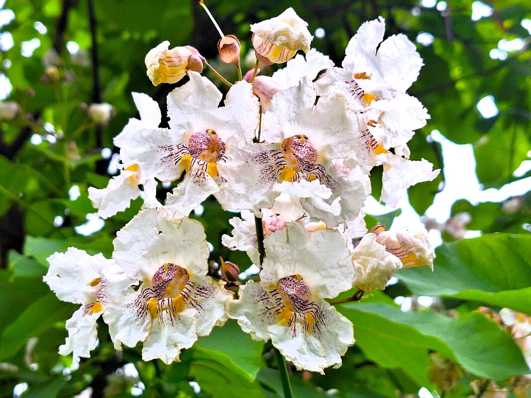 цветы - Наталья 