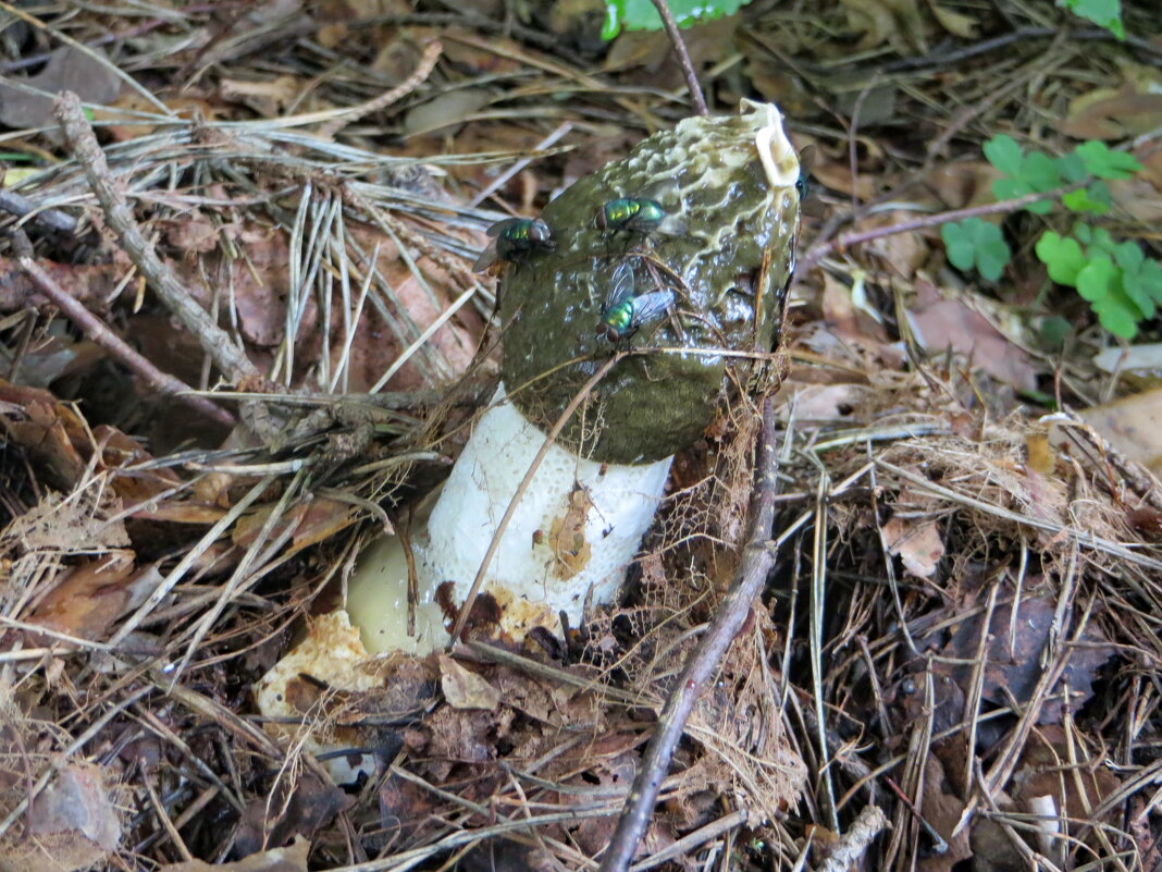 Зрелый фаллюс нескромный - Александр Чеботарь