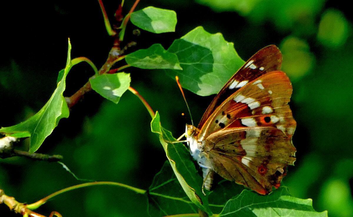 бабочки августа 11 - Александр Прокудин