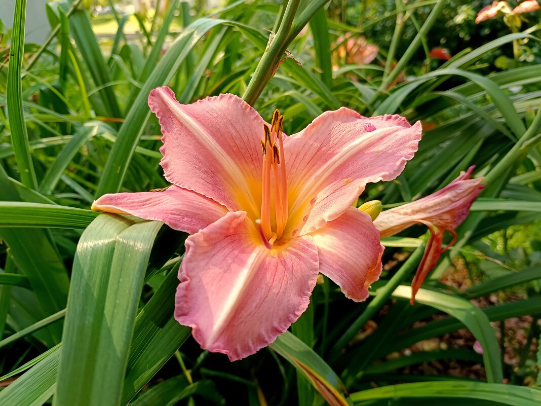 Лилия (по подсказке - лилейник) - Мария Васильева