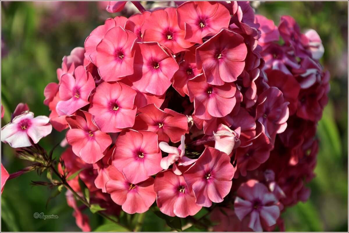 Август... - Aquarius - Сергей