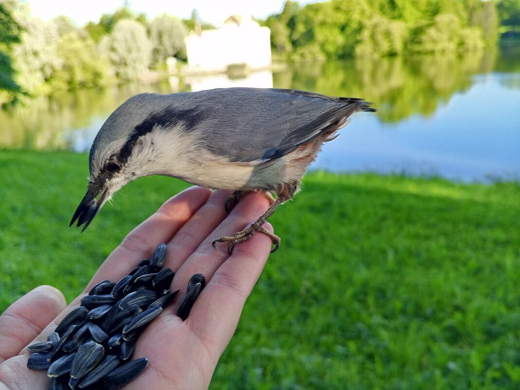 Поползень - Сапсан 