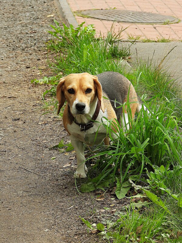 Мальва - Леонид leo