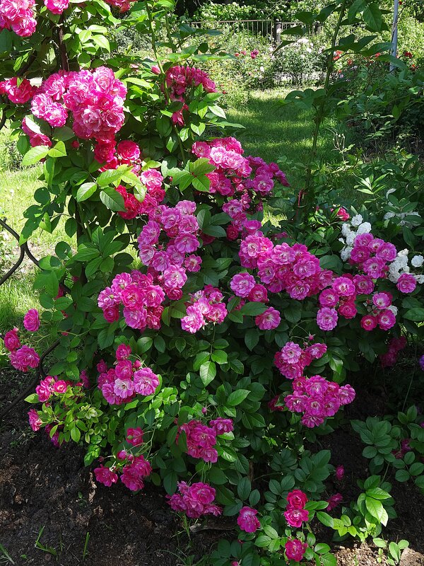 Розарий Ботанического сада - Лидия Бусурина