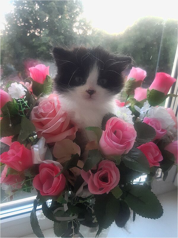 Пушок год назад! - Нина Андронова