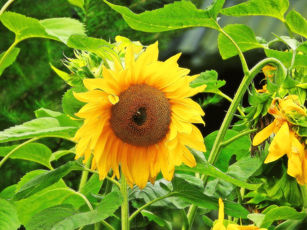 *** - Леонид leo *** - Леонид leo