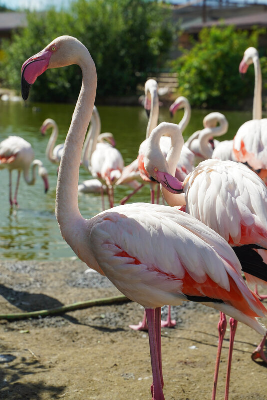 И_ГРАЦИЯ - Сергей Янович Микк