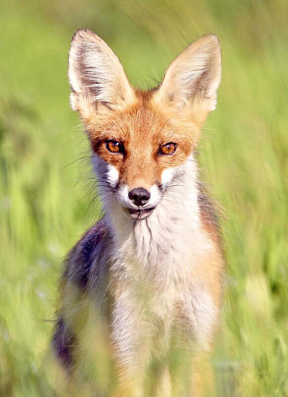 Лиса с мышкой для лисят - Михаил Белоусов Лиса с мышкой для лисят - Михаил Белоусов