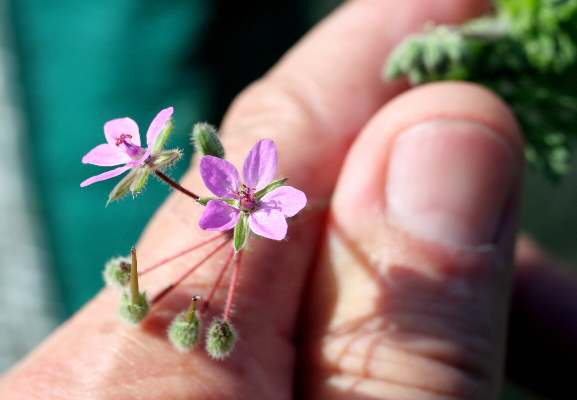 не ведаю названия..., Лилипутик может... - Андрей Катков