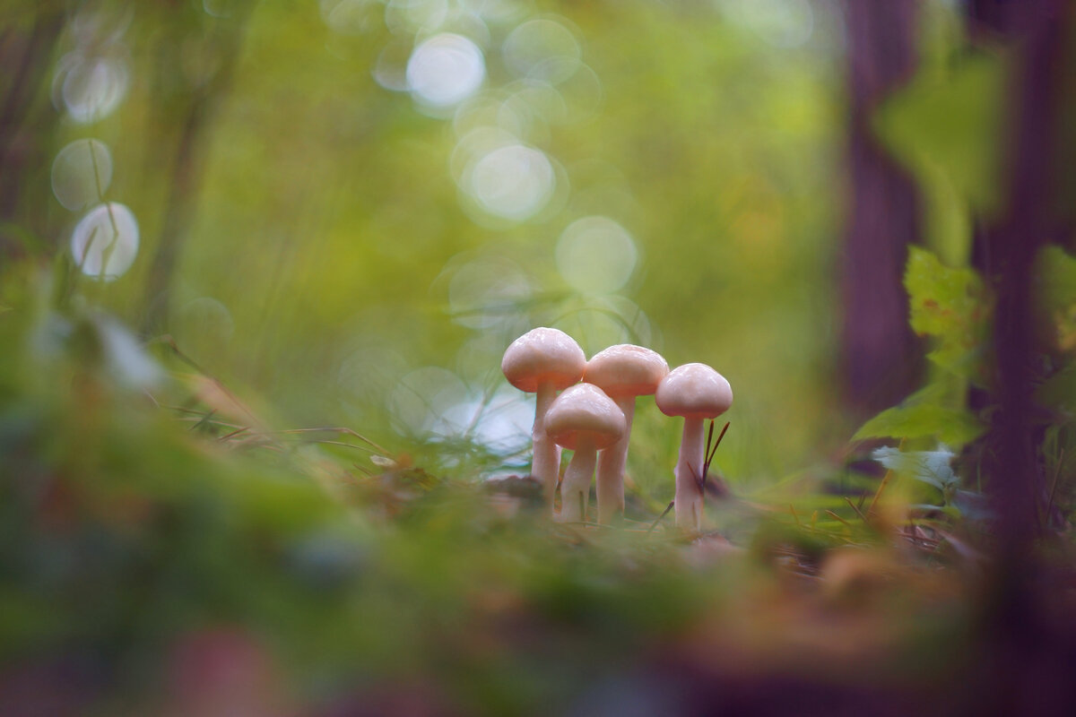 Грибные истории. Квартет - Василий Прудников