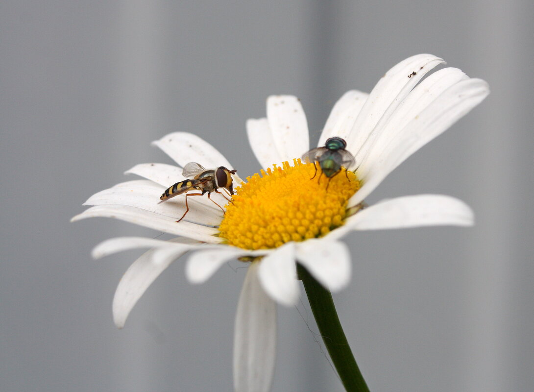 ромашка..... - Андрей Катков
