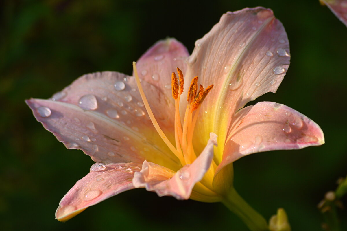 Нежность августа - Татьяна Лютаева