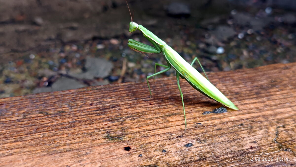 Богомол. - Алексей .