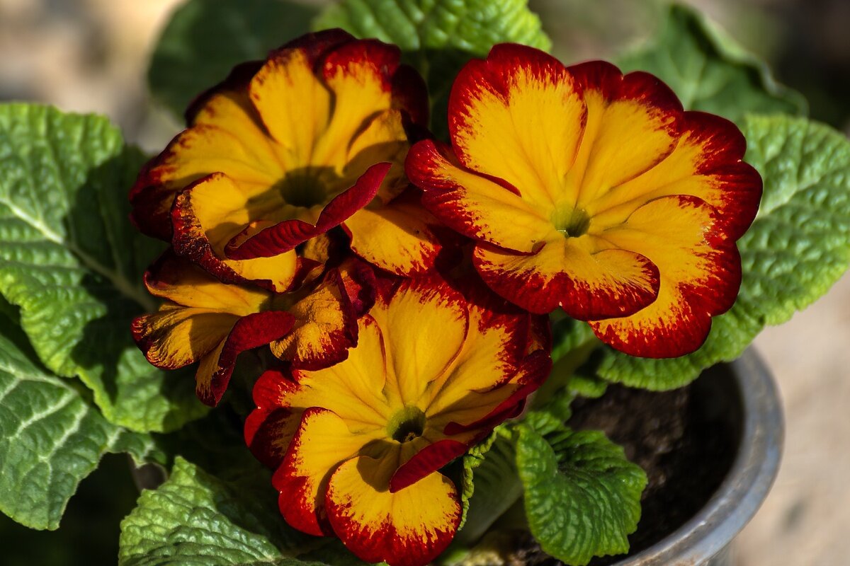 *** - Игорь Сикорский *** - Игорь Сикорский