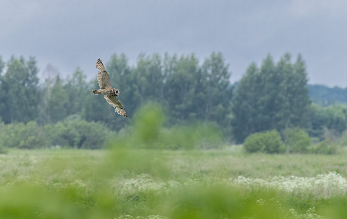сова болотная. - юрий макаров