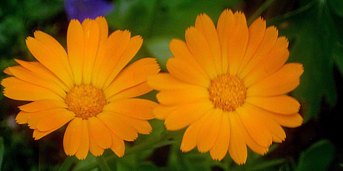 Солнечные - Елена Семигина