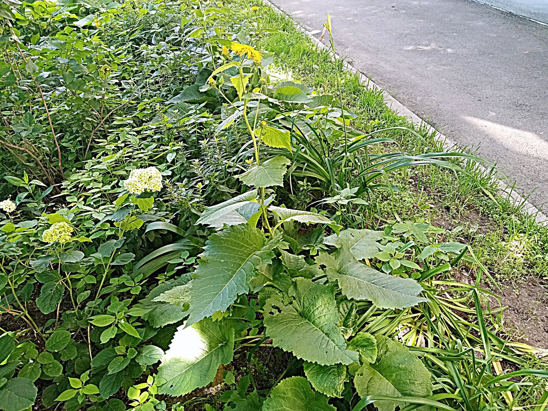 Цветы. - Владимир Драгунский