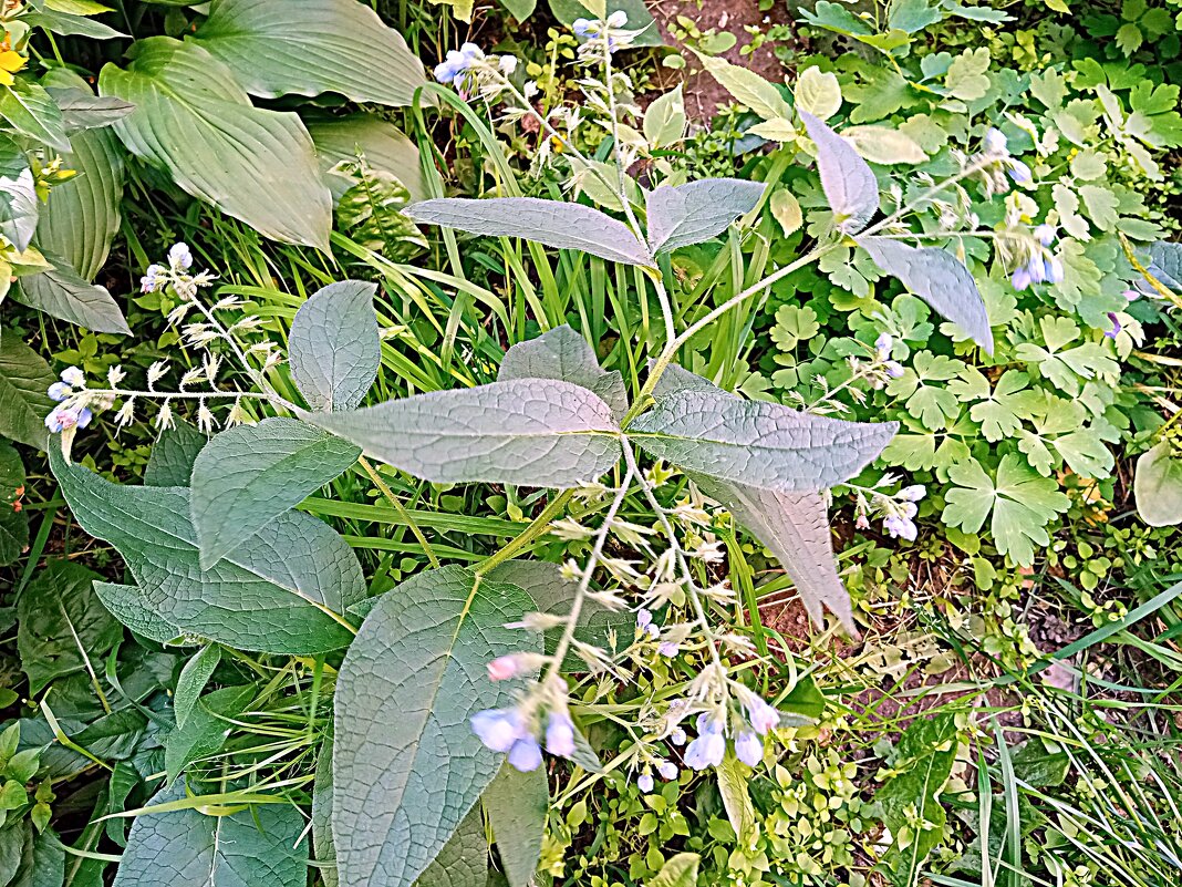 Цветы. - Владимир Драгунский