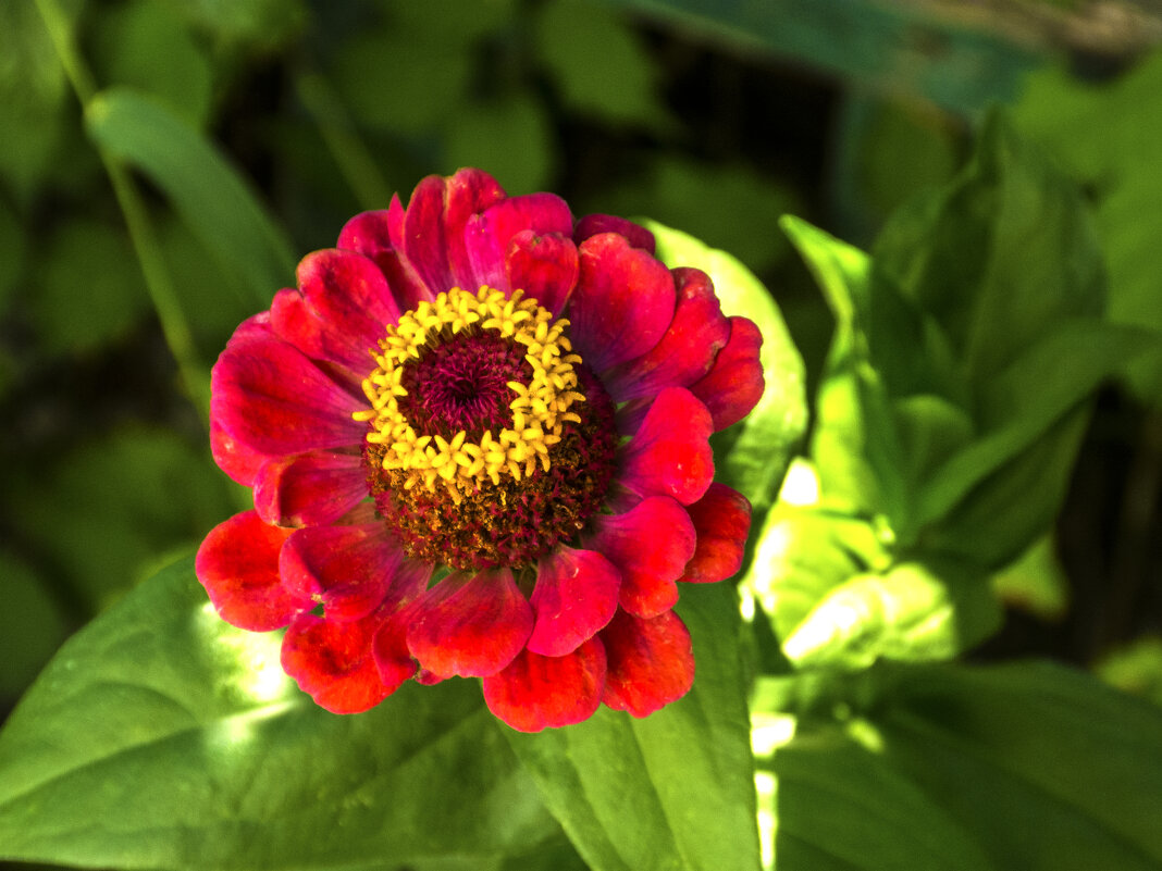 Циния - Валентин Семчишин