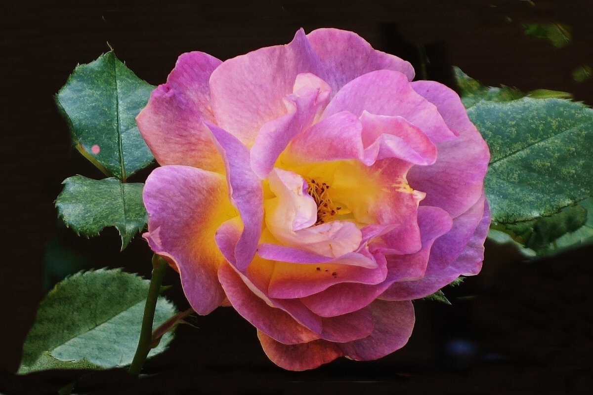 Роза - Рита Симонова