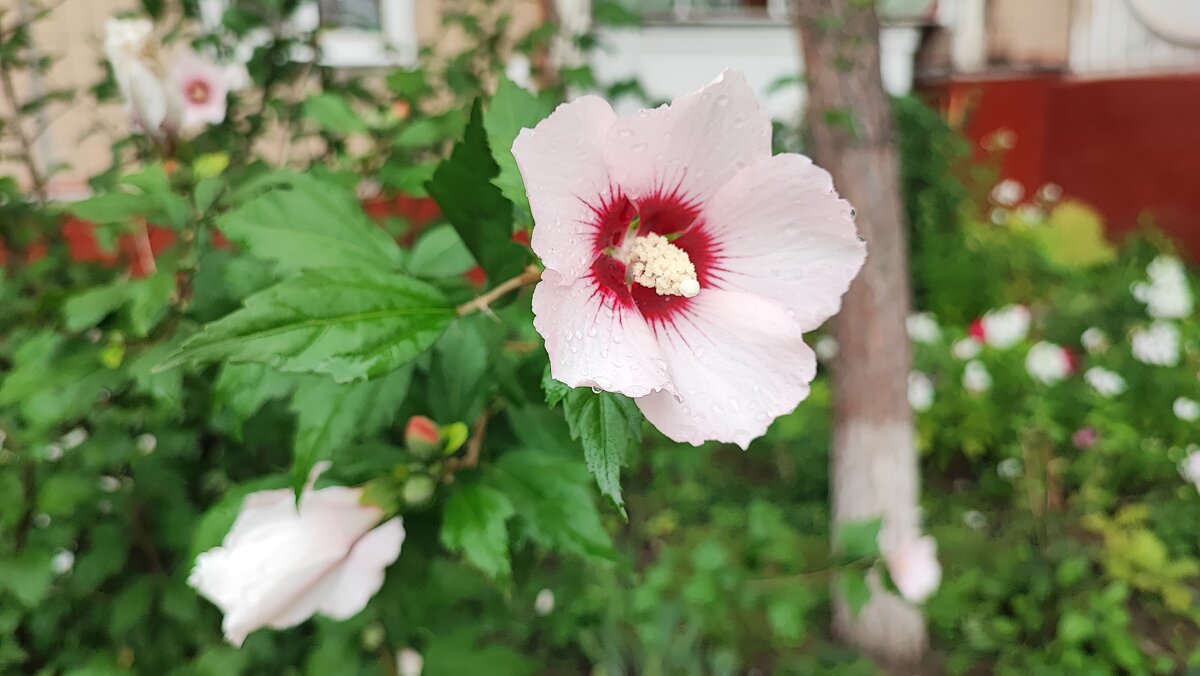 ,,, - Сергей Тимоновский