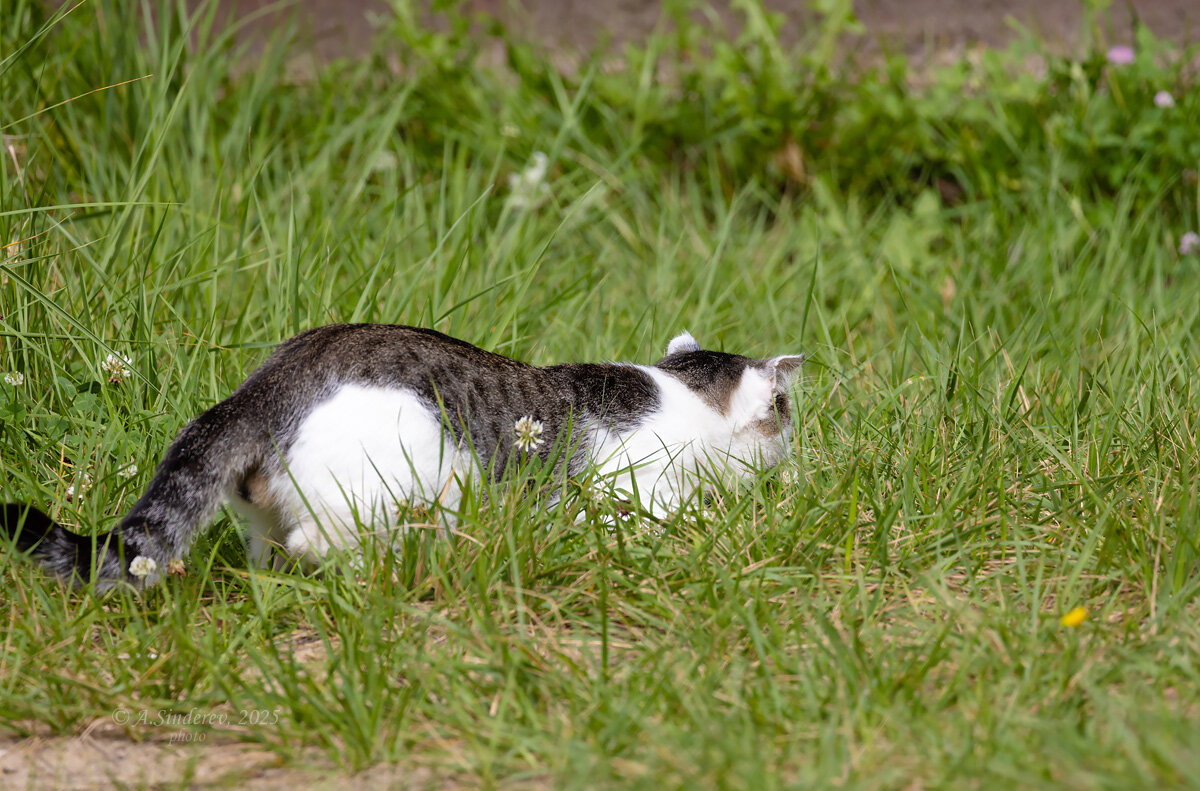 На охоте - Александр Синдерёв