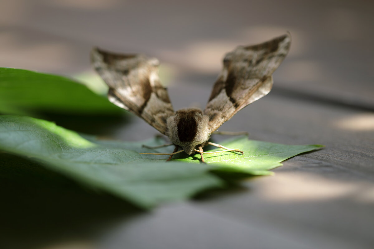 Ночной бражник - Oleg S