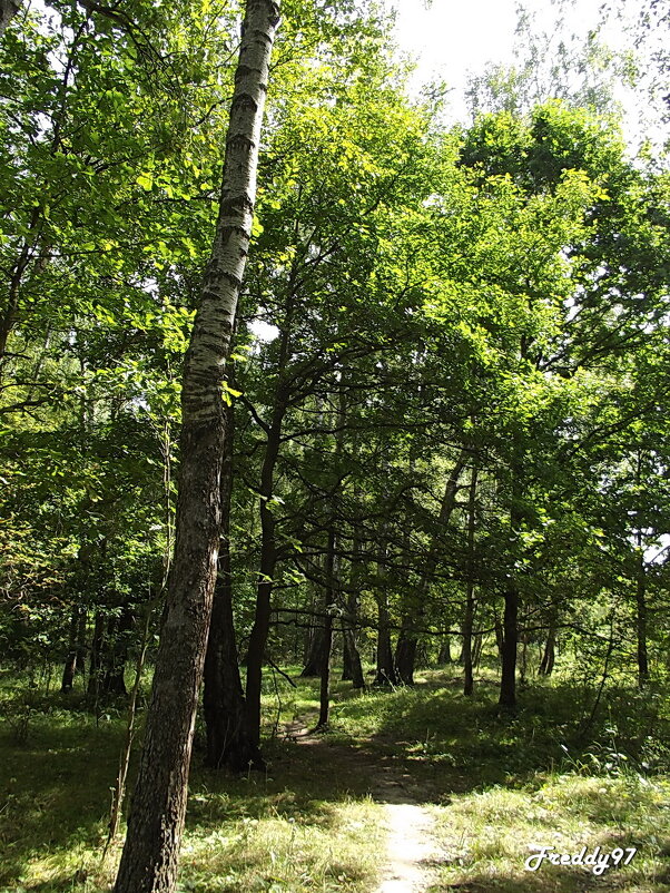Прогулка в лесу... - Freddy 97