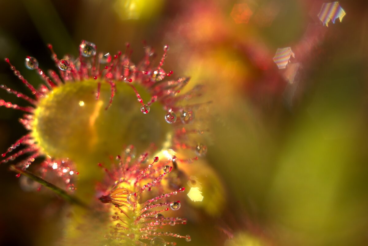 Росянка после утреннего тумана - Kventin Natabos 