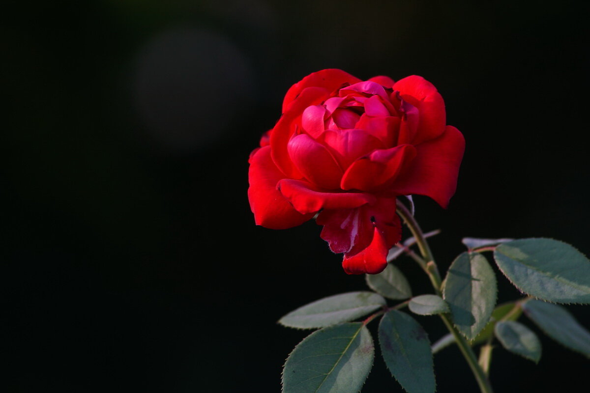 Розы нашего лета... - Николай Саржанов