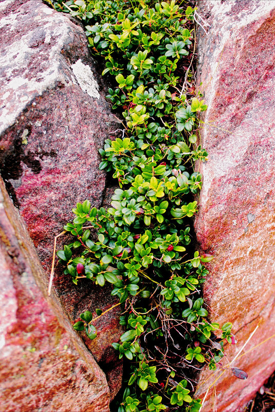 Брусника среди камней - Сергей Кочнев