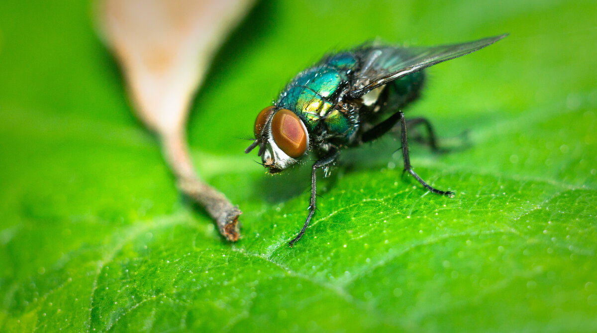 A fly on a leaf | 10 - Sergey Sonvar