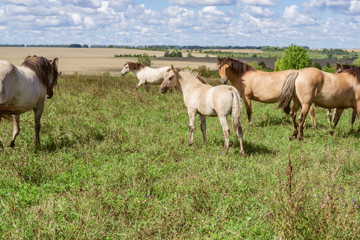 Природный парк "Олений".Дикие лошади - Дмитрий Ряховский