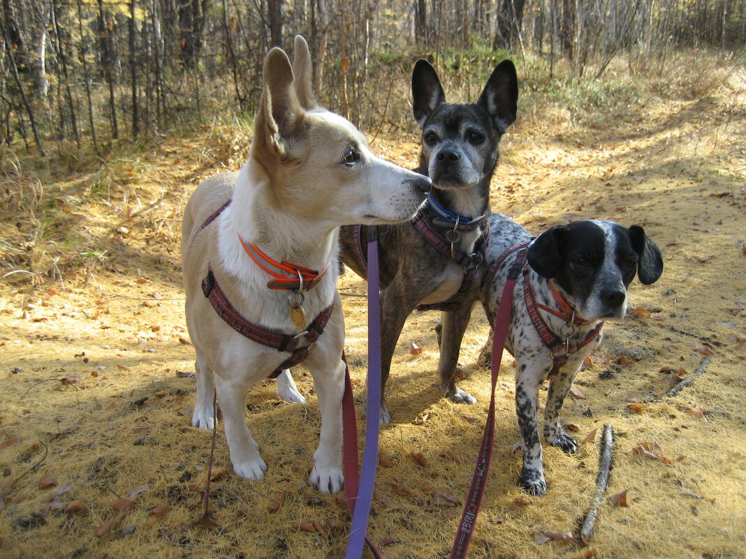 Под впечатлением от лесной прогулки - Anna Ivanova Под впечатлением от лесной прогулки - Anna Ivanova