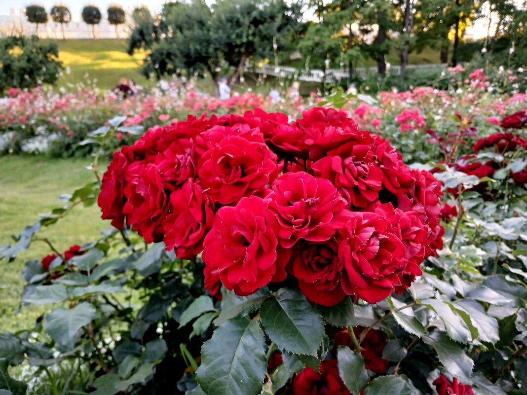 Розы Оранжерейного сада. - Лия ☼