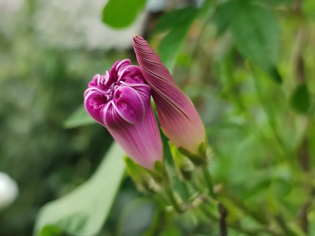 Парочка - Валентина Богатко 