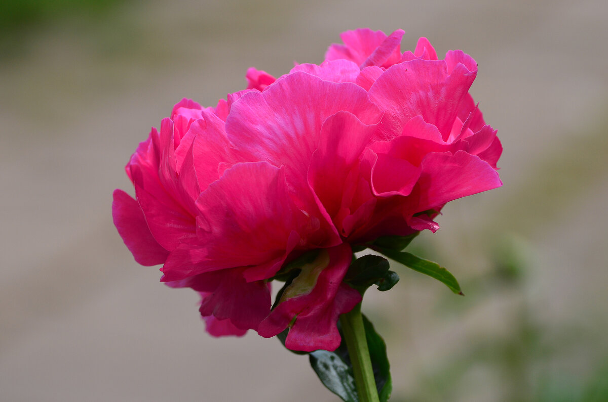 Лето в Ботаническом... Июнь. - Наташа *****