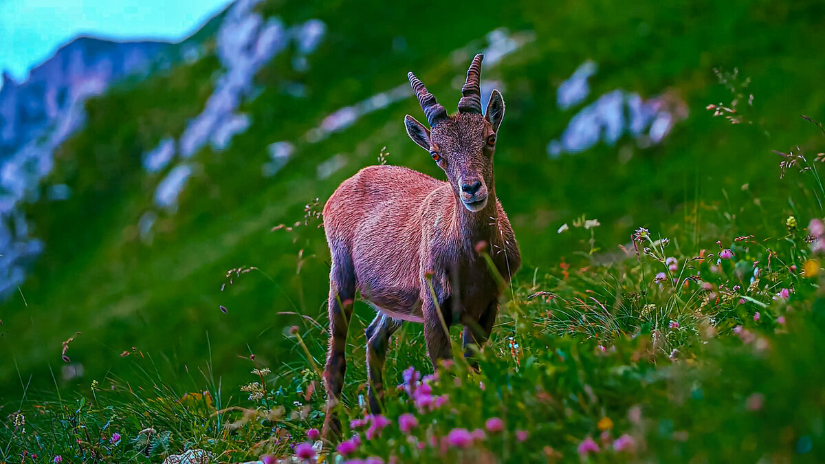 Ибекс - Aleksey Afonin Ибекс - Aleksey Afonin
