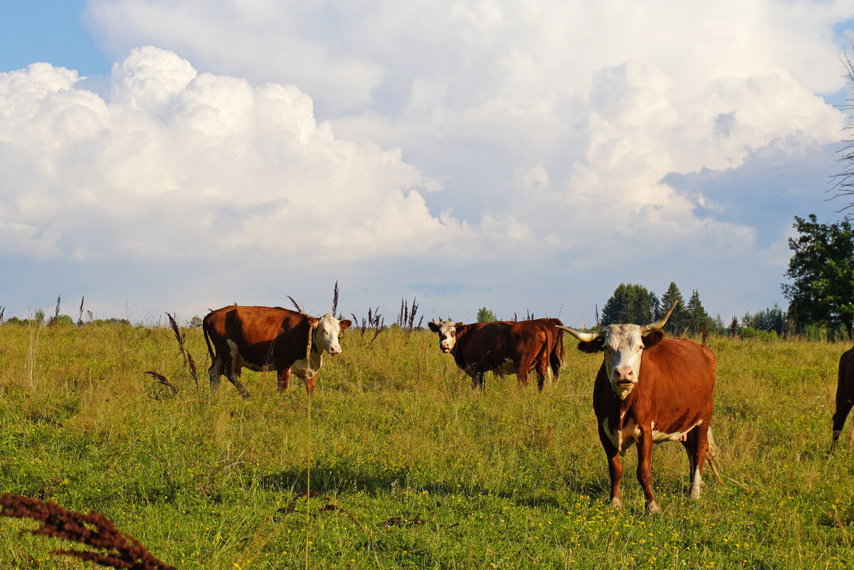 Неожиданная встреча - Сергей Ц Неожиданная встреча - Сергей Ц