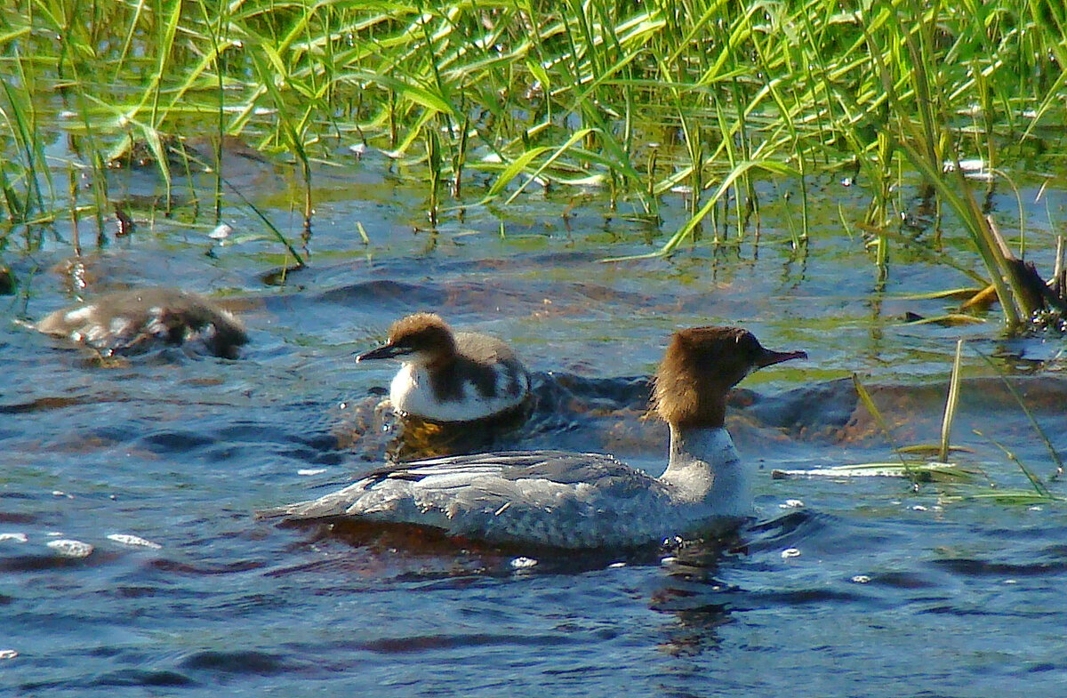 большой крохаль с утятами - gawrilа - dan