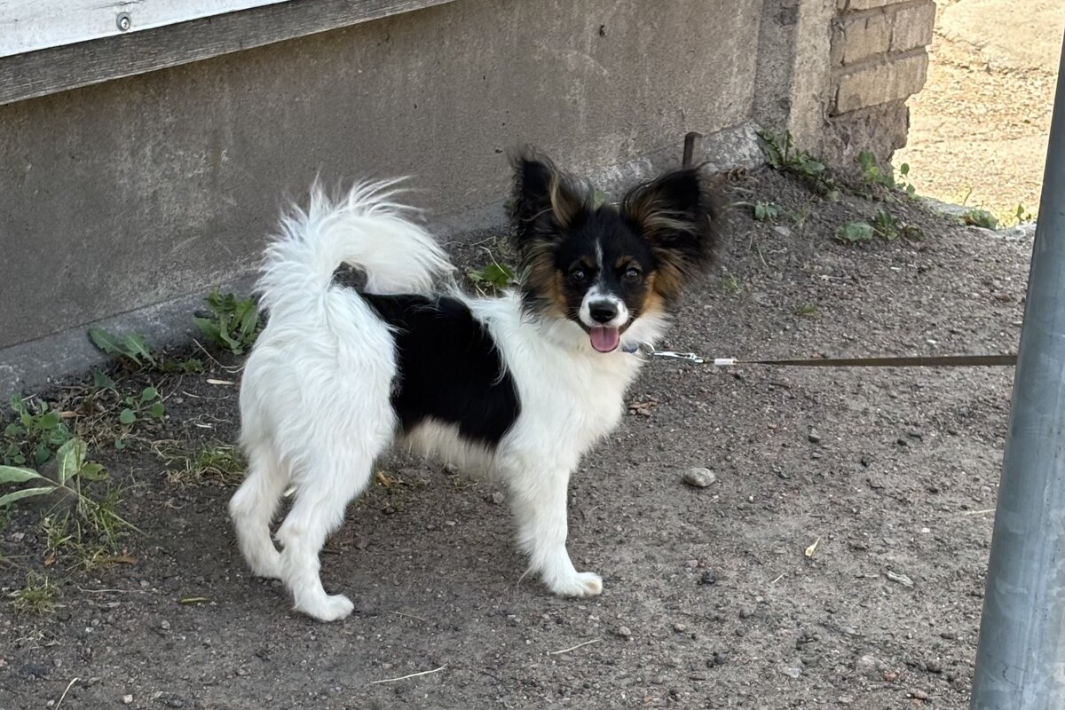 Хорошее настроение - Мария - Maria