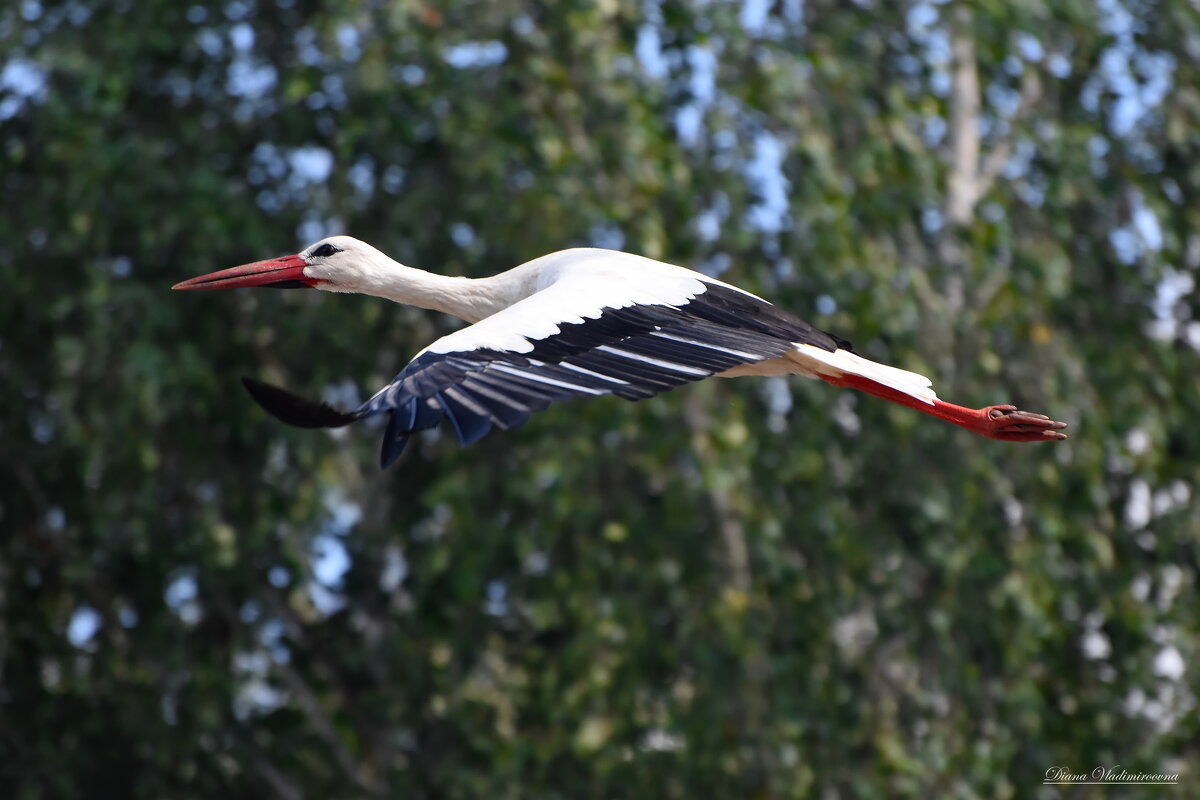 ПОЛЁТ... - DianaVladimirovna 