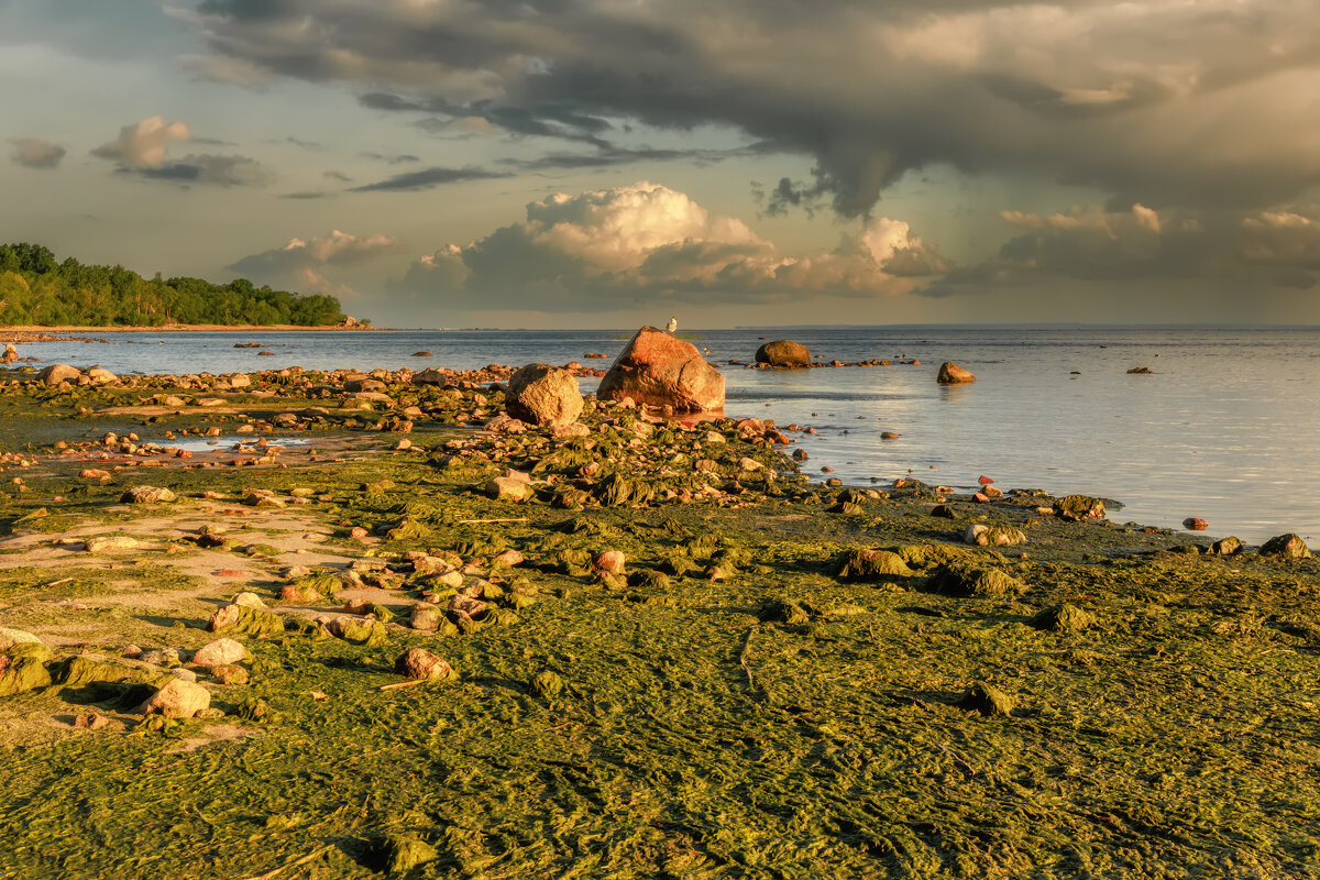 Про Питер - Владимир Колесников